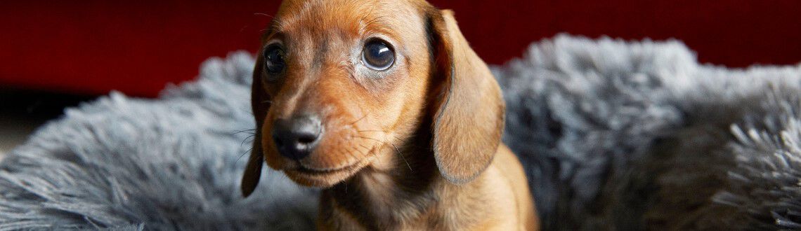 Hoe lang kan een pup alleen zijn?